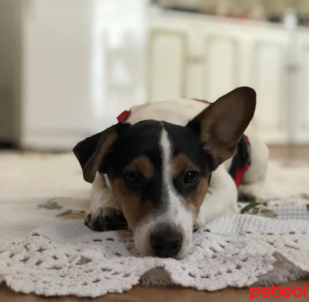 Jack Russell Terrier, Köpek  Mailo fotoğrafı
