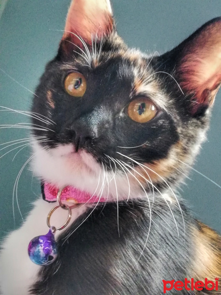 American Wirehair, Kedi  karamel fotoğrafı