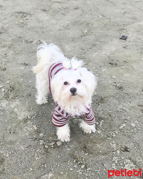 Maltese, Köpek  Mia fotoğrafı