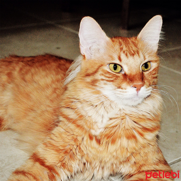 Tekir Kedi, Kedi  Garfield fotoğrafı