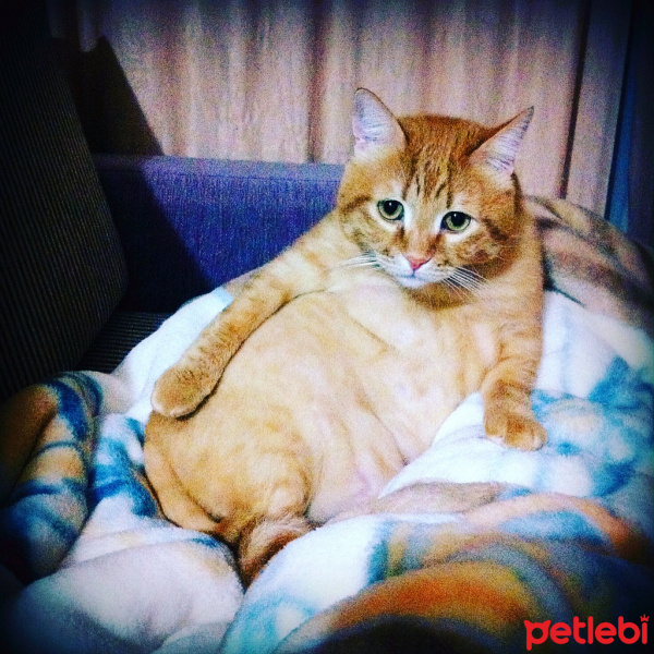 Tekir Kedi, Kedi  Bob fotoğrafı