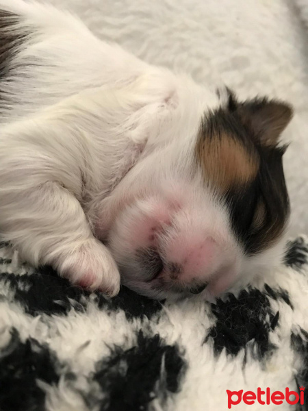 Shih Tzu, Köpek  Kiwi fotoğrafı