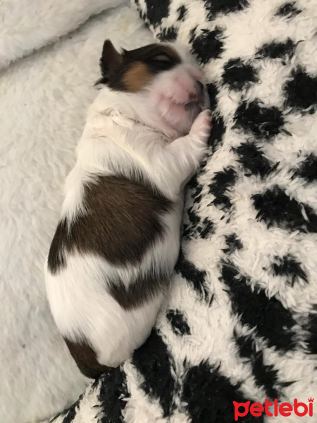 Shih Tzu, Köpek  Kiwi fotoğrafı