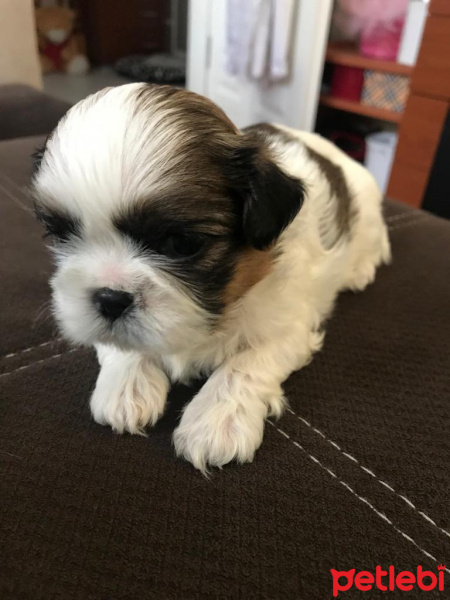 Shih Tzu, Köpek  Kiwi fotoğrafı