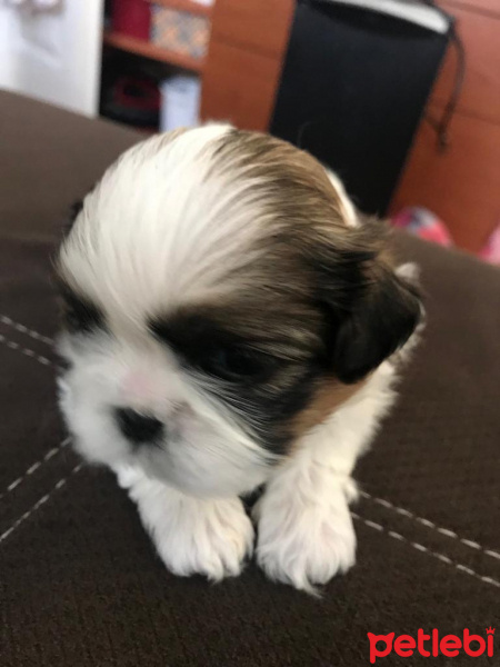 Shih Tzu, Köpek  Kiwi fotoğrafı