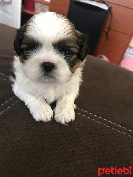 Shih Tzu, Köpek  Kiwi fotoğrafı
