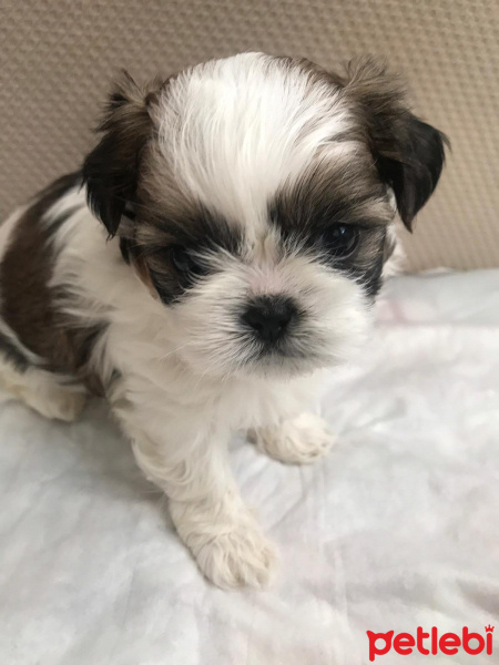 Shih Tzu, Köpek  Kiwi fotoğrafı