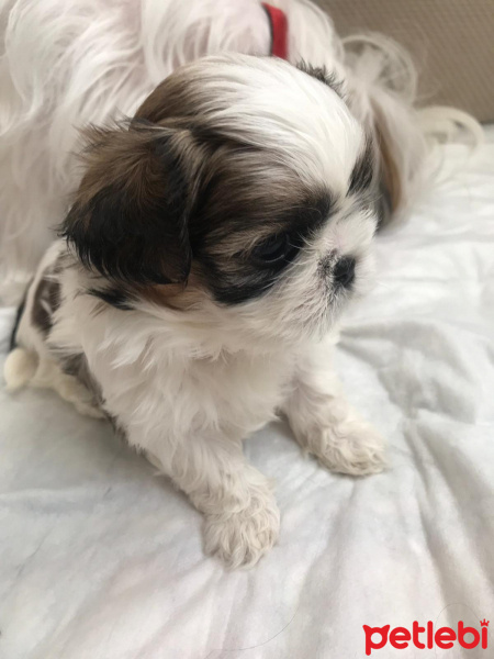 Shih Tzu, Köpek  Kiwi fotoğrafı