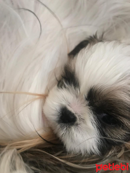 Shih Tzu, Köpek  Kiwi fotoğrafı