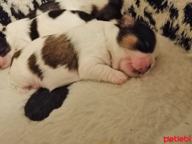 Shih Tzu, Köpek  Kiwi fotoğrafı