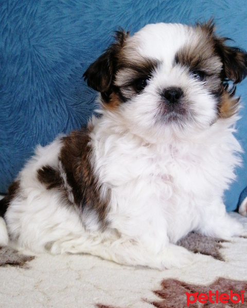 Shih Tzu, Köpek  Kiwi fotoğrafı