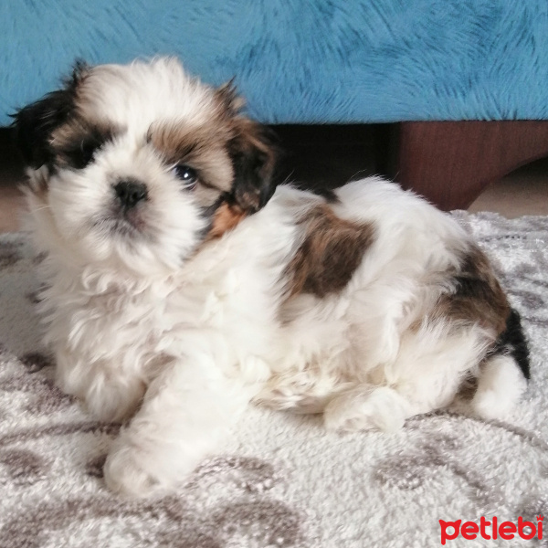 Shih Tzu, Köpek  Kiwi fotoğrafı