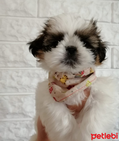 Shih Tzu, Köpek  Kiwi fotoğrafı