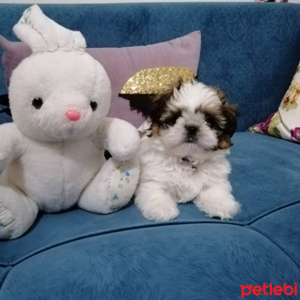 Shih Tzu, Köpek  Kiwi fotoğrafı