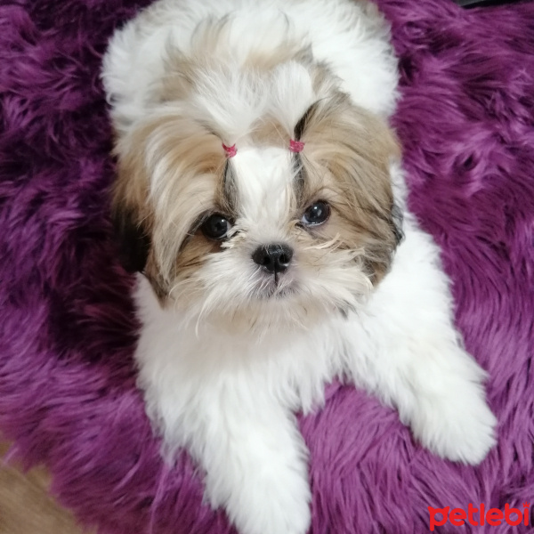 Shih Tzu, Köpek  Kiwi fotoğrafı