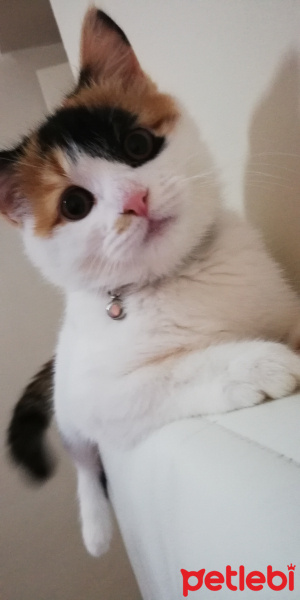Tekir Kedi, Kedi  Maya fotoğrafı