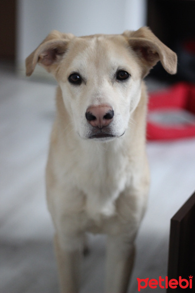 Golden Retriever, Köpek  Tesla fotoğrafı