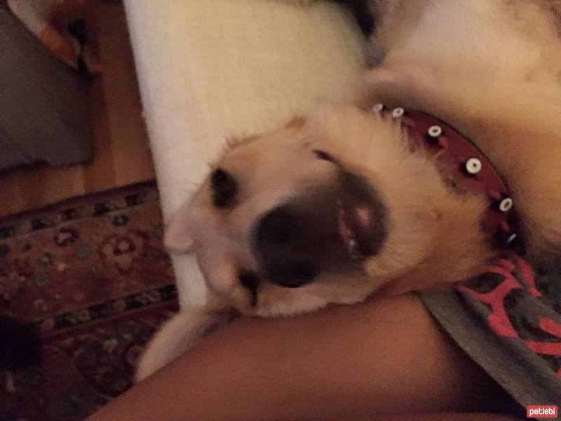 Sokö (Sokak Köpeği), Köpek  Pixel fotoğrafı