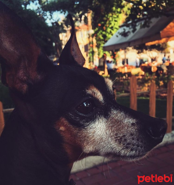 Minyatür Pinscher, Köpek  Rıfkı fotoğrafı