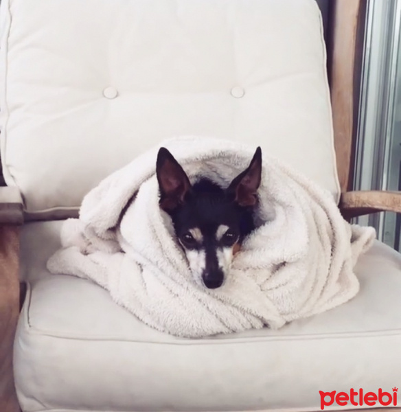 Minyatür Pinscher, Köpek  Rıfkı fotoğrafı