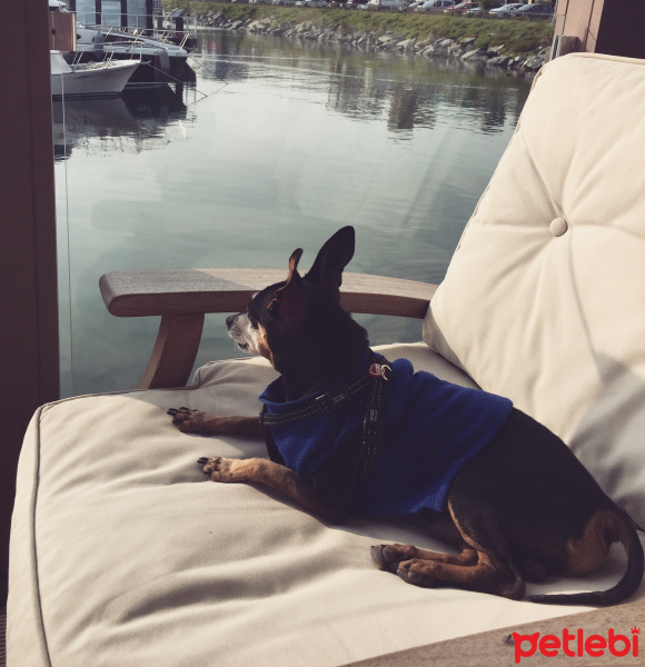 Minyatür Pinscher, Köpek  Rıfkı fotoğrafı