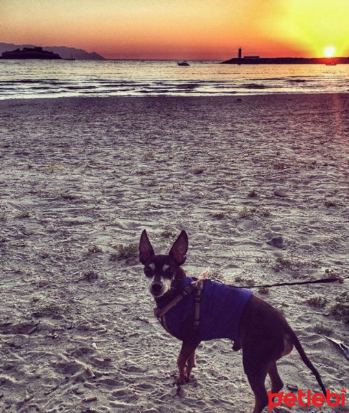 Minyatür Pinscher, Köpek  Rıfkı fotoğrafı