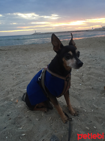 Minyatür Pinscher, Köpek  Rıfkı fotoğrafı