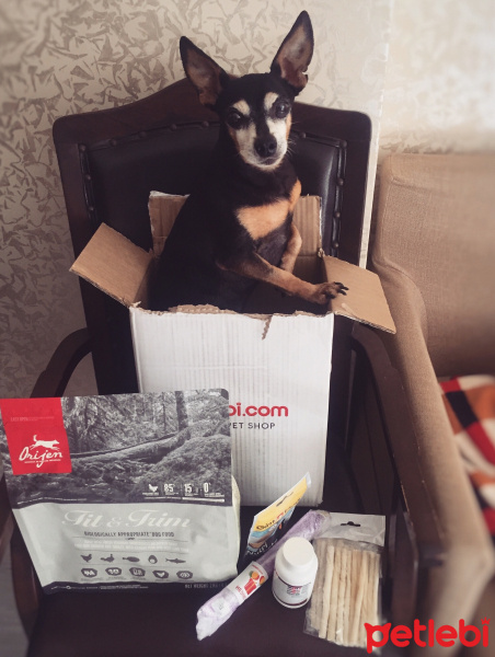Minyatür Pinscher, Köpek  Rıfkı fotoğrafı