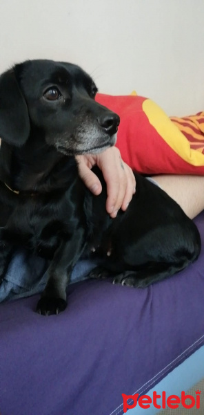 Labrador Retriever, Köpek  Gece fotoğrafı