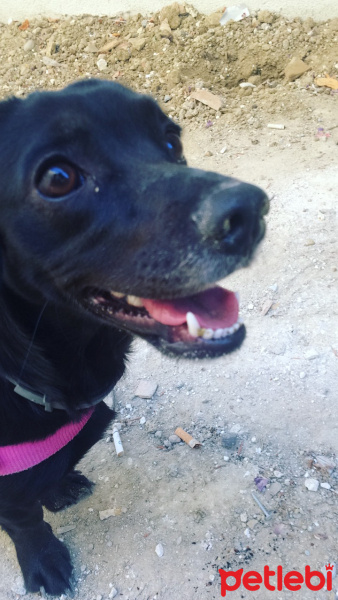Labrador Retriever, Köpek  Gece fotoğrafı