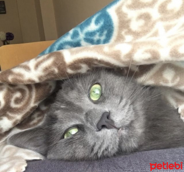 Nebelung, Kedi  Gandi fotoğrafı