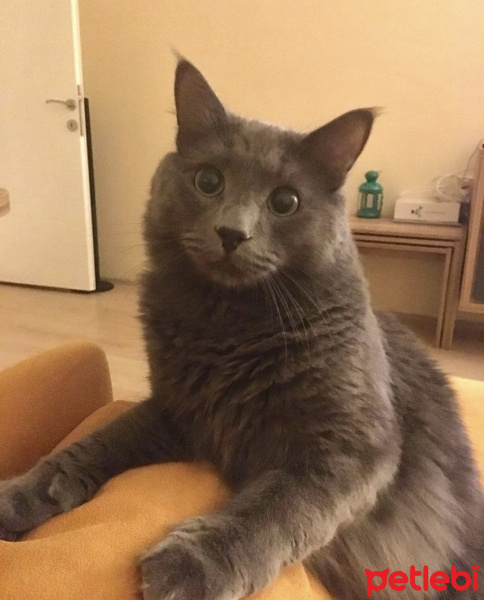 Nebelung, Kedi  Gandi fotoğrafı