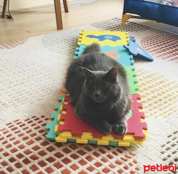 Nebelung, Kedi  Gandi fotoğrafı