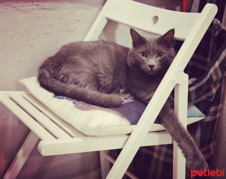 Nebelung, Kedi  Gandi fotoğrafı