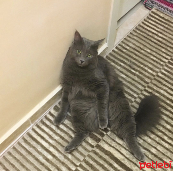 Nebelung, Kedi  Gandi fotoğrafı