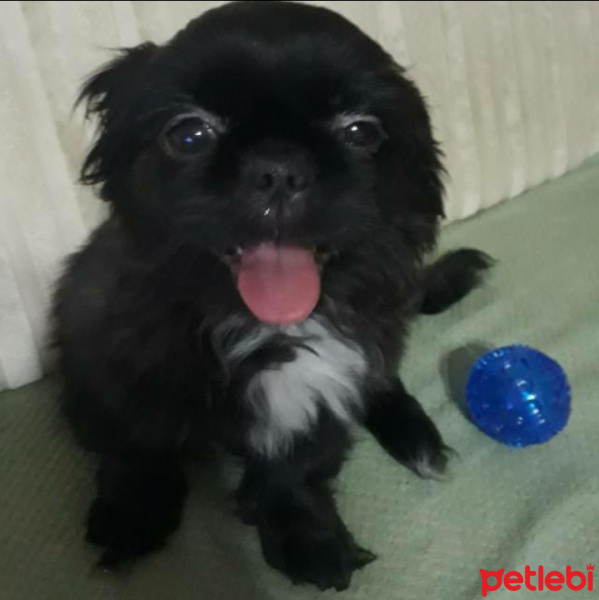 Pekingese, Köpek  Cango fotoğrafı