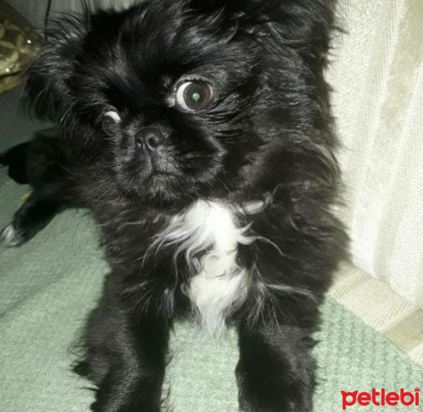 Pekingese, Köpek  Cango fotoğrafı