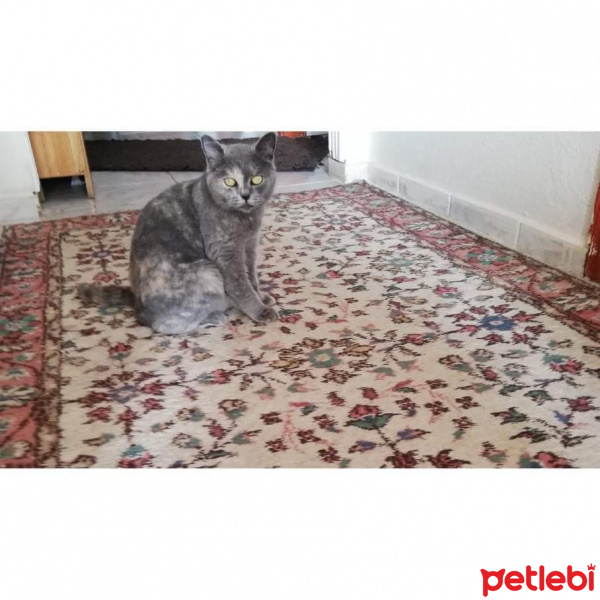 British Shorthair, Kedi  Monica fotoğrafı