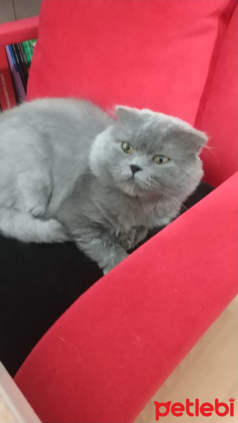 Scottish Fold, Kedi  Duman fotoğrafı