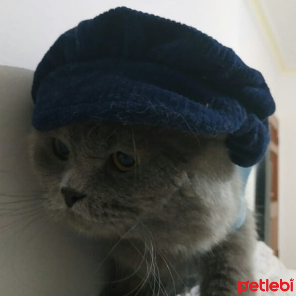 Scottish Fold, Kedi  Duman fotoğrafı
