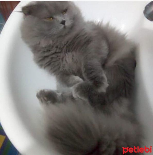 Scottish Fold, Kedi  Duman fotoğrafı
