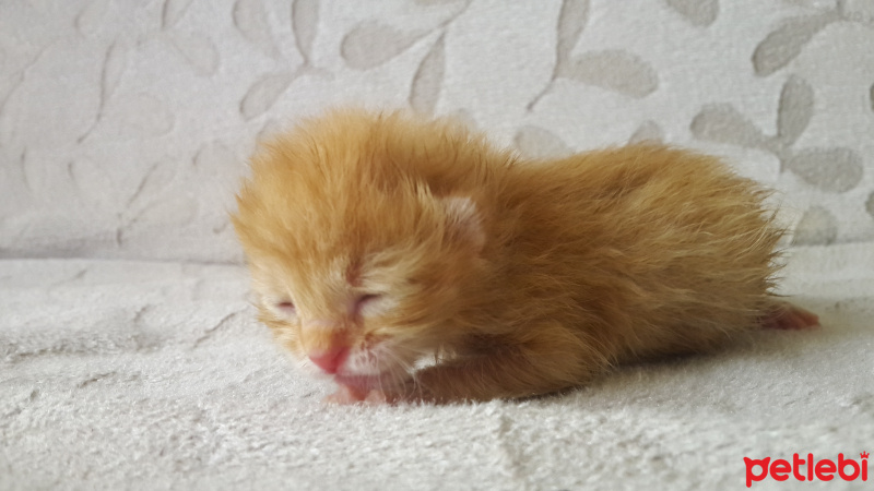 Sarman, Kedi  Balım fotoğrafı