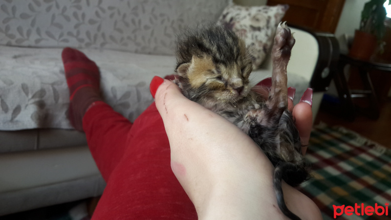 Tekir Kedi, Kedi  Alfa fotoğrafı