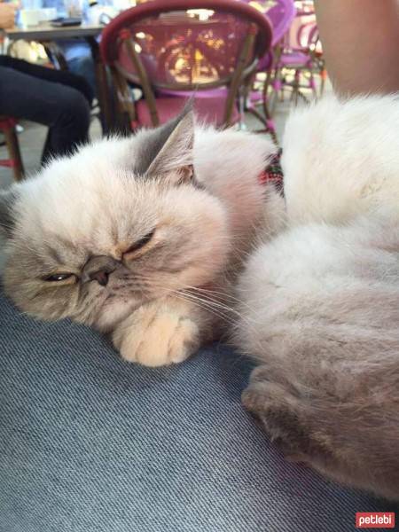 Exotic Shorthair, Kedi  Lidya fotoğrafı