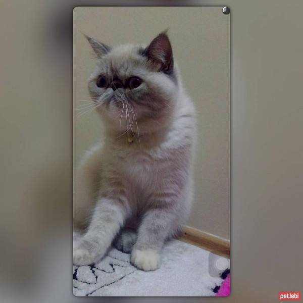 Exotic Shorthair, Kedi  Lidya fotoğrafı