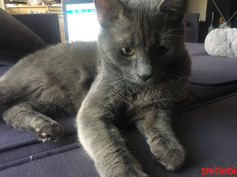 Mavi Rus, Kedi  coker fotoğrafı