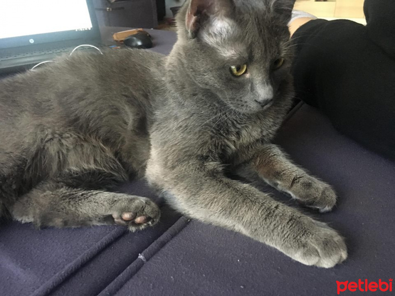 Mavi Rus, Kedi  coker fotoğrafı