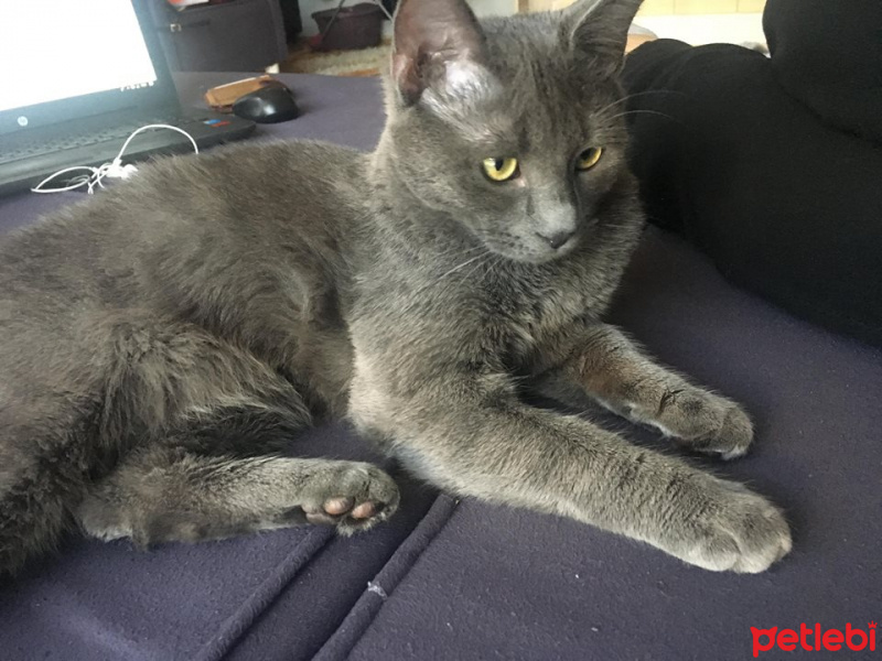 Mavi Rus, Kedi  coker fotoğrafı