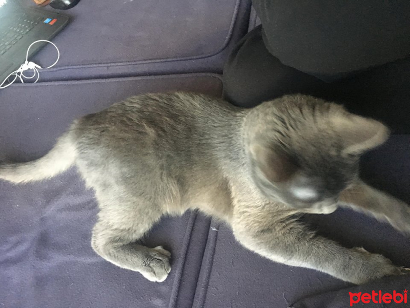 Mavi Rus, Kedi  coker fotoğrafı