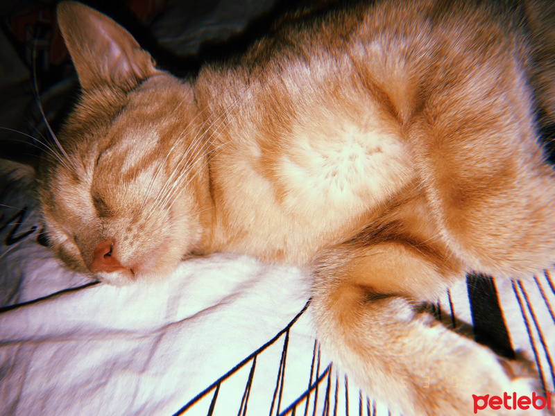 Sarman, Kedi  Mila fotoğrafı